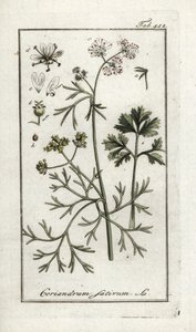 Coriandre (Coriandrum sativum) - Unbekannter Künstler