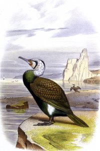 Cormoran, vers 1850 - Unbekannter Künstler