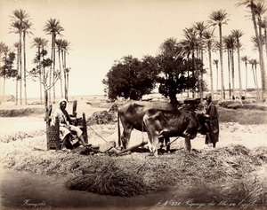 Moisson de maïs en Égypte