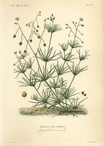 Spergule des champs - Unbekannt