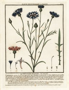 Bleuet, Cyanus segetum