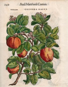 Cotonea Malvs. de 