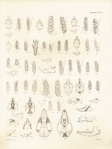 Grues et dents de divers types de rongeurs décrits par Charles Darwin lors de son voyage d