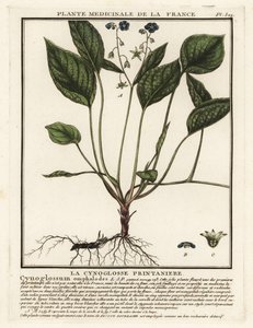Nombril de Vénus rampant, Omphalodes verna