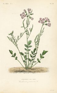 Cardamine des prés - Unbekannt