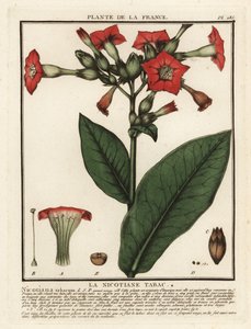 Tabac cultivé, Nicotiana tabacum - Unbekannter Künstler