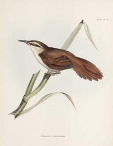 Rousserolle à bec courbe, Argentine, vers 1832-1836