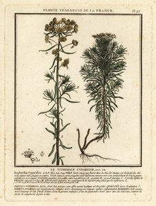 Euphorbe petit-cyprès, Euphorbia cyparissias - Unbekannter Künstler