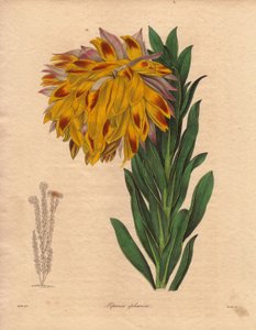Dahlia variété, liparia sphérique (Liparia sphaerica), illustration par R. Mills, dans The Botanist, série par Benjamin Maund - Unbekannter Künstler