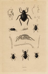 Coléoptères noirs, espèces de Pimelia