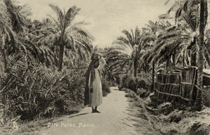 Palmiers dattiers, Bassora