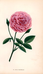De la Grifferaie rose, hybride de la Rosa multiflora, apparu sur le marché vers 1846. Chromolithographie dessinée et lithographiée d