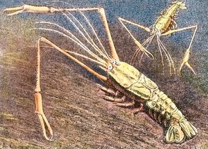 Crevette d