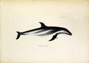 Delphinus Fitz-Royi Dauphin noir ou Fitzroy d