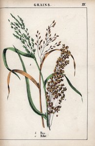 Description des céréales : riz et millet. Chromolithographie dans « Recueil d