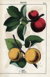 Description des fruits : pommes rouges et abricots. Chromolithographie dans « Recueil d