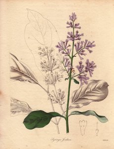 Description du lilas hongrois (Syringa josikaea), illustration par Miss R. Mills, dans The Botanist, série par Benjamin Maund - Unbekannter Künstler