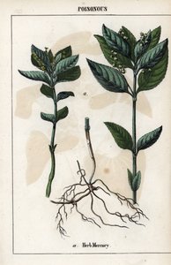 Description de la mercuriale annuelle, fleurs, fruits et racines de la plante - Unbekannter Künstler