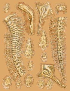 Os de dinosaure sur fond coloré, gros plan - Unbekannt