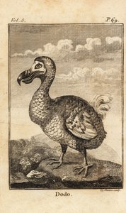 Dodo, Raphus cucullatus, oiseau éteint - Unbekannt
