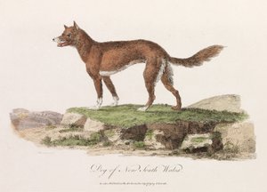 Chien de Nouvelle-Galles du Sud - Unbekannter Künstler