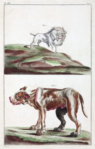 Chiens - Unbekannt