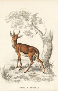 Gazelle dorcas, Gazella dorcas (kevel commun, Gazella kevella). Vulnérable. D