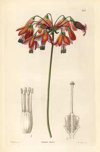 Goutte de corail ou corail du Mexique, Bessera elegans - Unbekannter Künstler