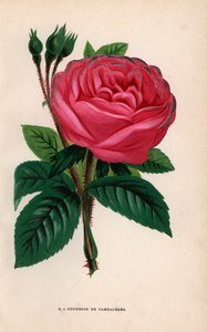 Rose Duchesse de Cambacérès, variété hybride élevée par Monsieur Fontaine de Châtillon en 1854. Chromolithographie dessinée et lithographiée d