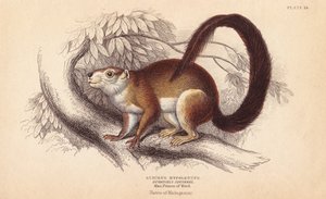Écureuil de Duvaucel - Unbekannter Künstler