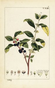 Nerprun des teinturiers, Flueggea tinctoria