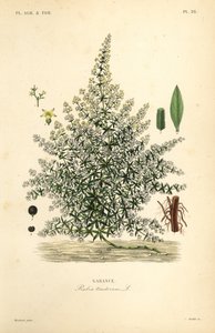 Garance des teinturiers, Rubia tinctorum