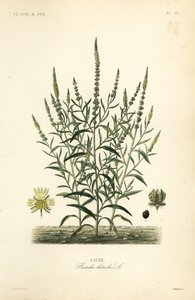 Gaude, Reseda luteola - Unbekannt