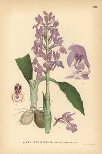 Orchis mâle, Orchis mascula - Unbekannter Künstler