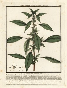 Pariétaire officinale, Parietaria officinalis