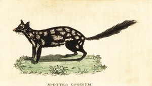 Quoll oriental, Dasyurus viverrinus, 1800 (gravure) - Unbekannter Künstler