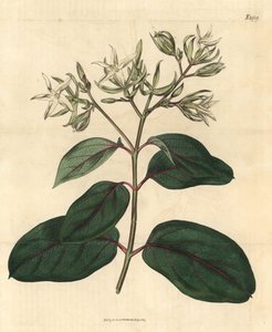 Échite - Kamettia caryophyllata (Échite à odeur de clou de girofle, Echites caryophyllata). Gravure botanique coloriée à la main de John Sims