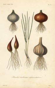 Plantes bulbeuses alimentaires