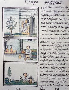 Plantes comestibles, page du Livre XI du Codex Florentin - William M. Timlin