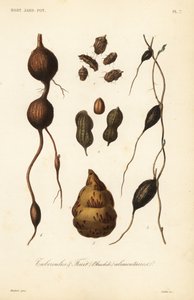 Tubercules alimentaires et fruits - Unbekannt