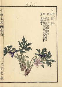 Eizan sumire, Viola eizanensis. Senshu no Hana (Mille Variétés de Fleurs), Bunkyudo, Kyoto - Unbekannter Künstler