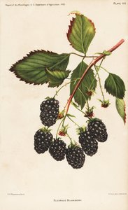 Mûre Eldorado, Rubus fruticosus. Chromolithographie par Hoen d