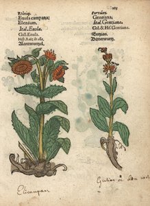 Inule hélénium et espèces de gentiane - Unbekannter Künstler