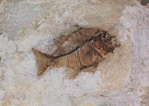 Ephippus oblongus (fossile de poisson) trouvé à Monte Bolca, près de Vérone, Italie, période Éocène