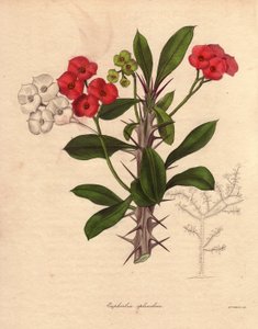Euphorbia milii. Aussi appelée l