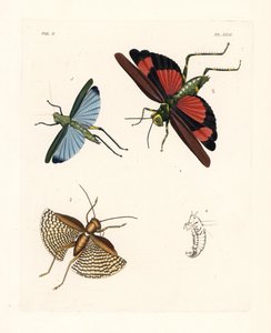 Eupropacris coeruleus 1, Chromacris miles 2, et Gryllacris tessellata 3. Lithographie coloriée à la main de la nouvelle édition de John O. Westwood des Illustrations of Exotic Entomology de Dru Drury, Bohn, Londres - Unbekannter Künstler