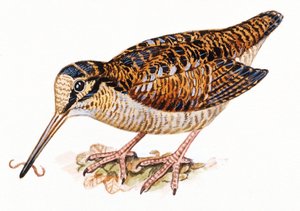 Bécasse des bois, Scopolax rusticola