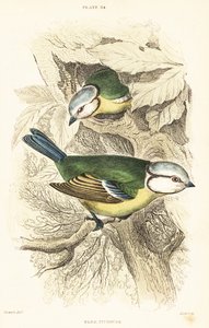 Mésange bleue, Cyanistes caeruleus