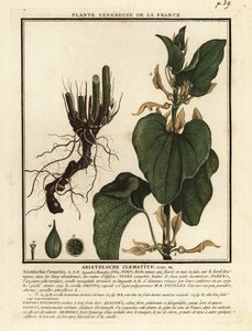 Aristoloche clématite, Aristolochia clematitis - Unbekannter Künstler