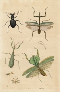 Mante religieuse, Mantis religiosa, mante feuille, Choeradodis rhomboidea, cicindèle, Manticora latipennis, mantispide, Mantispa styriaca - Unbekannt